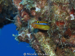 Ewa Fang Blenny.   This little guy likes to hang out insi... by Nicole Shrader 